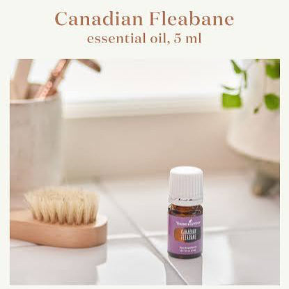 Young Living Canadian Fleabane Essential Oil - 5ml