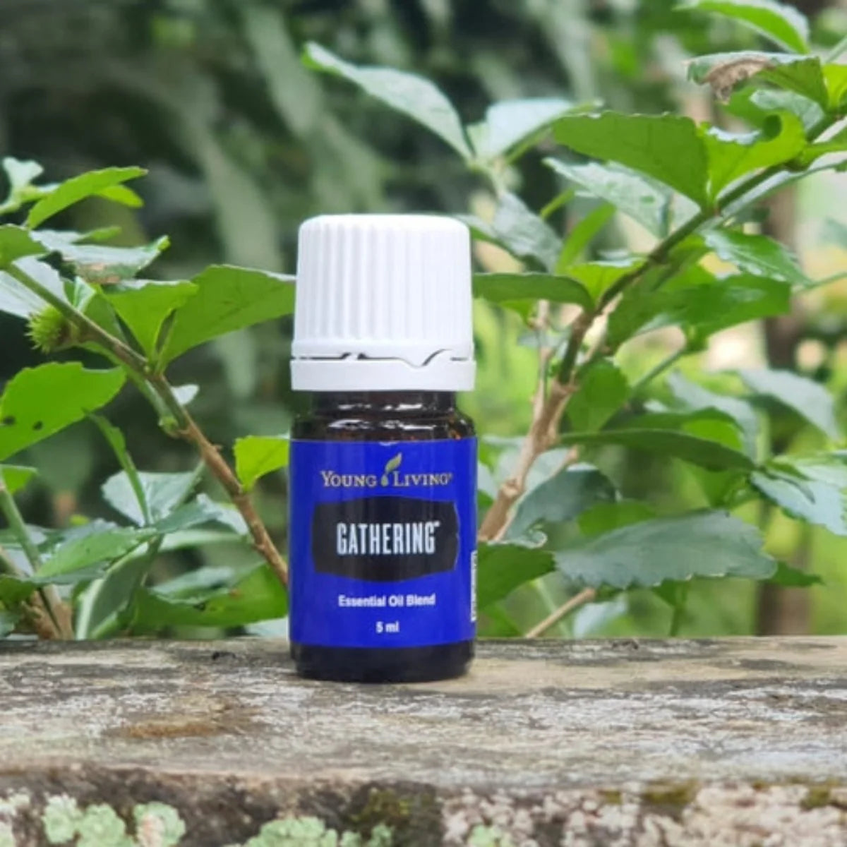 Young Living Gathering Essential Oil Blend - 5ml