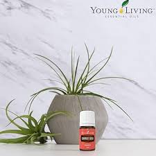 Young Living Carrot Seed Essential Oil - 5ml