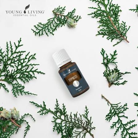 Young Living Cypress Essential Oil - 15ml